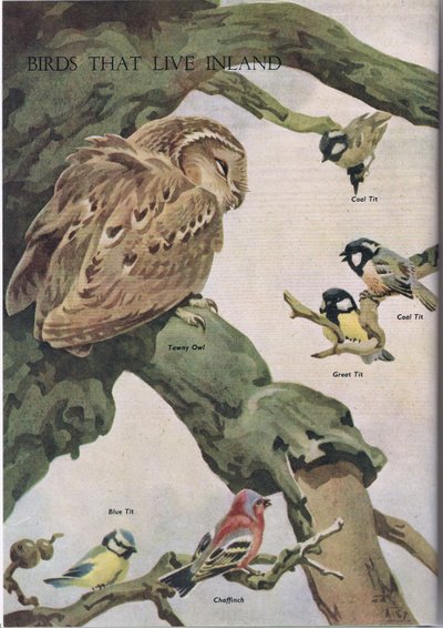 Birds That Live Inland, Illustration from The Children